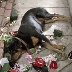 buyingbeatsin2017 (prod. Charlie Shuffler)