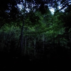 Blue Forest -(VSL Competition 3 30sec)