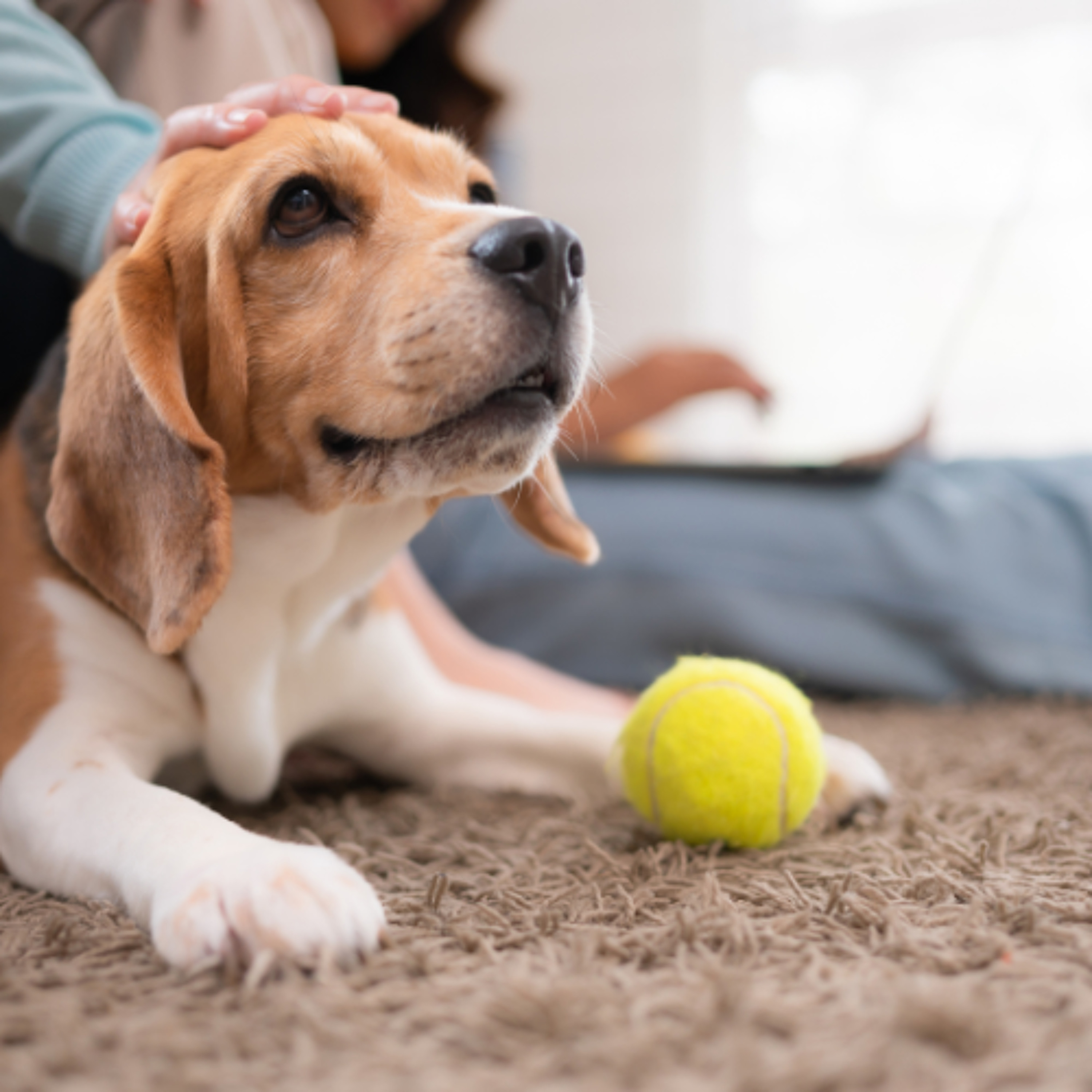 Healthy Aging: Nutritional Recommendations for Senior Dogs and Cats Healthy Aging: Nutritional Recommendations for Senior Dogs and Cats