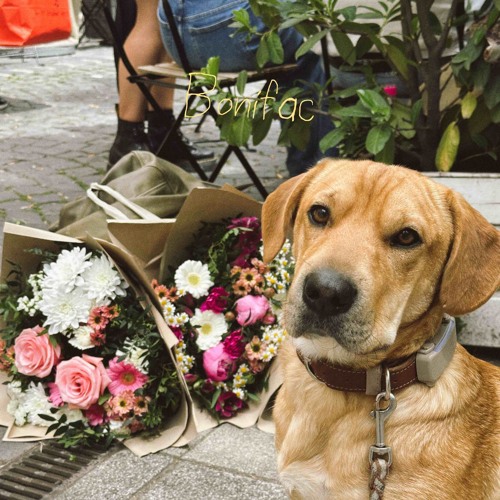 Blossom - VisionV                 [schraeder Edit: Boni]