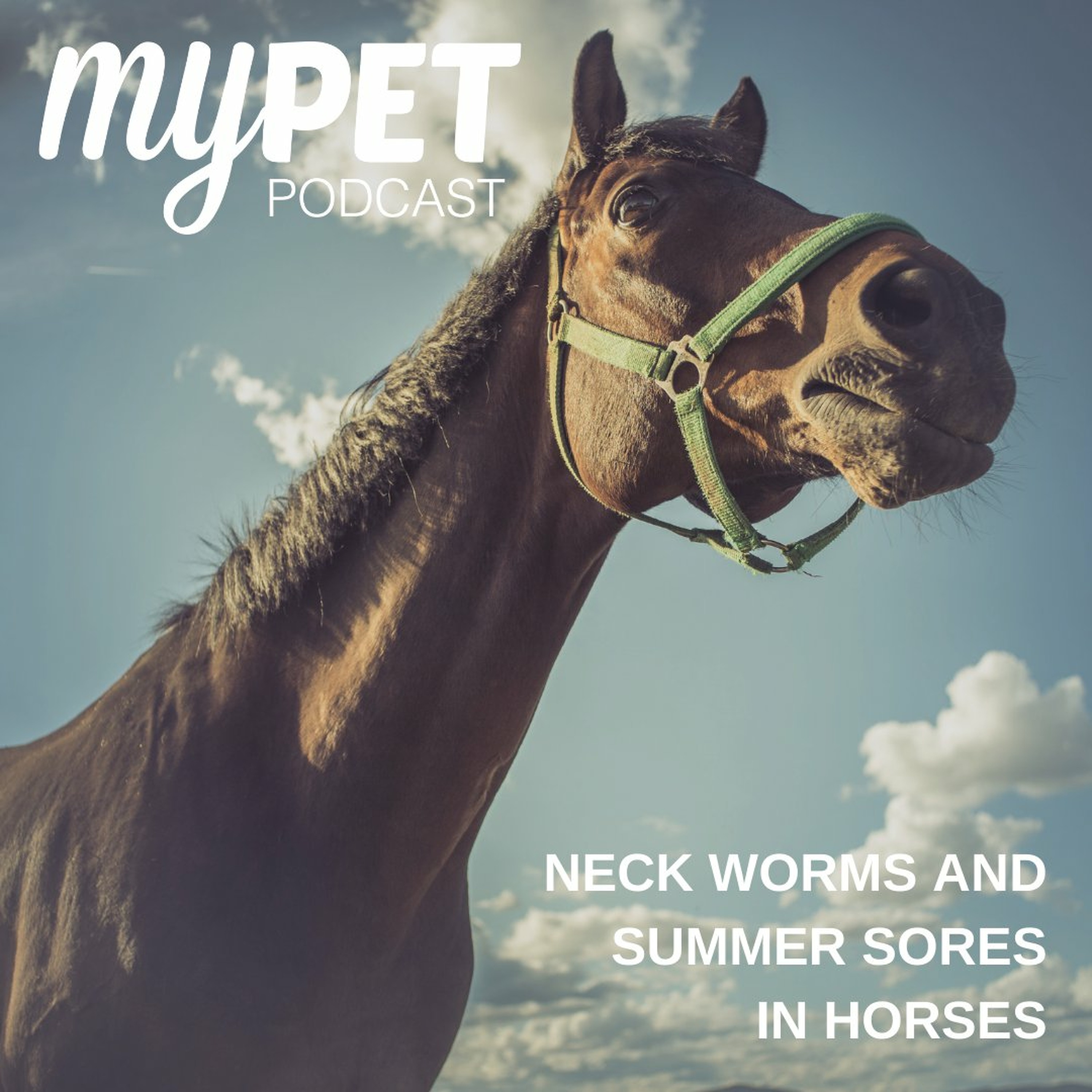 Neck Worms and Summer Sores in Horses episode artwork