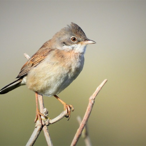 Common Whitethroat (Sylvia communis)