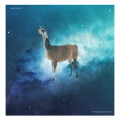 The Polish Ambassador -  Llama Nirvana