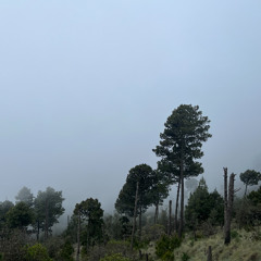 Enchanted Undergrowth