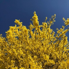 L’été arrive - Summer is coming - Sommer kommt