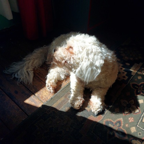 Love & Devotion (Dedicated to my Dog Friend Luffy)