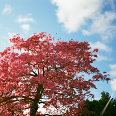 flowers next to me