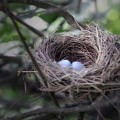 mama bird