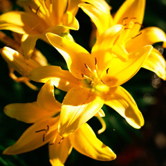 Happiness for Harp & Whistles