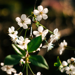 SWEET LITTLE THINGS