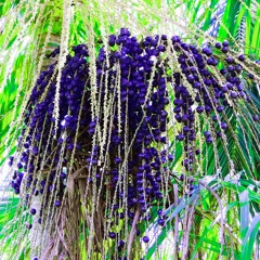 Acai Berry (ft. Brian King)