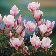 Dignity ~ Ender Magnolia // mili
