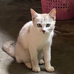 LAGU TIMUR FULL ALBUM | LAGU TREND TIKTOK 2025