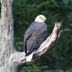 Kitey Hawk Final III - 2:16:23, 11.38 PM