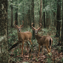 Sunrise in the Stand