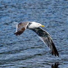 Lay Low wavey freestyle | made on the Rapchat app (prod. by SOB Production)