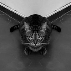 That Moment The Cat Killed Curiosity