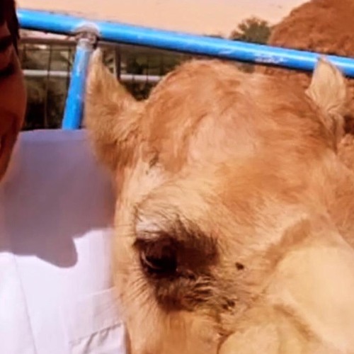 خـذيـت بـعـيـونـك غـرامـي و قـفـيـت - عـبـدالـلـه سـالـم