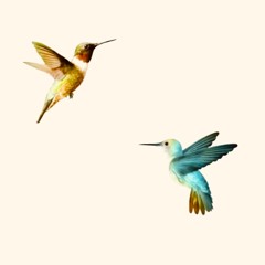 Birds Aren't Real