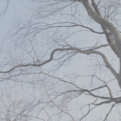 (SoJ 001) birdsong_wind_mountaintop