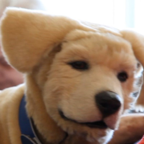 Tombot creating robotic pets to assist with Alzheimer's