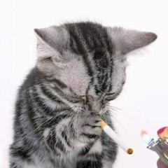 xavier (@prod1cy + @modestmorty +  @whykley)