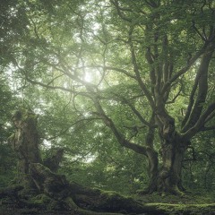 Buck 50 (p. Lonesoulbeats)