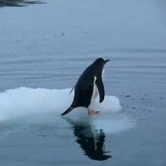 Waddle Penguin