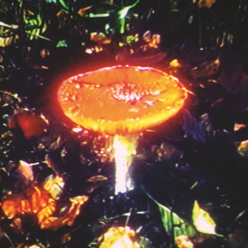 Exclusive Premiere: dave de rose & dan nicholls "willow" (Dave De Rose Records)