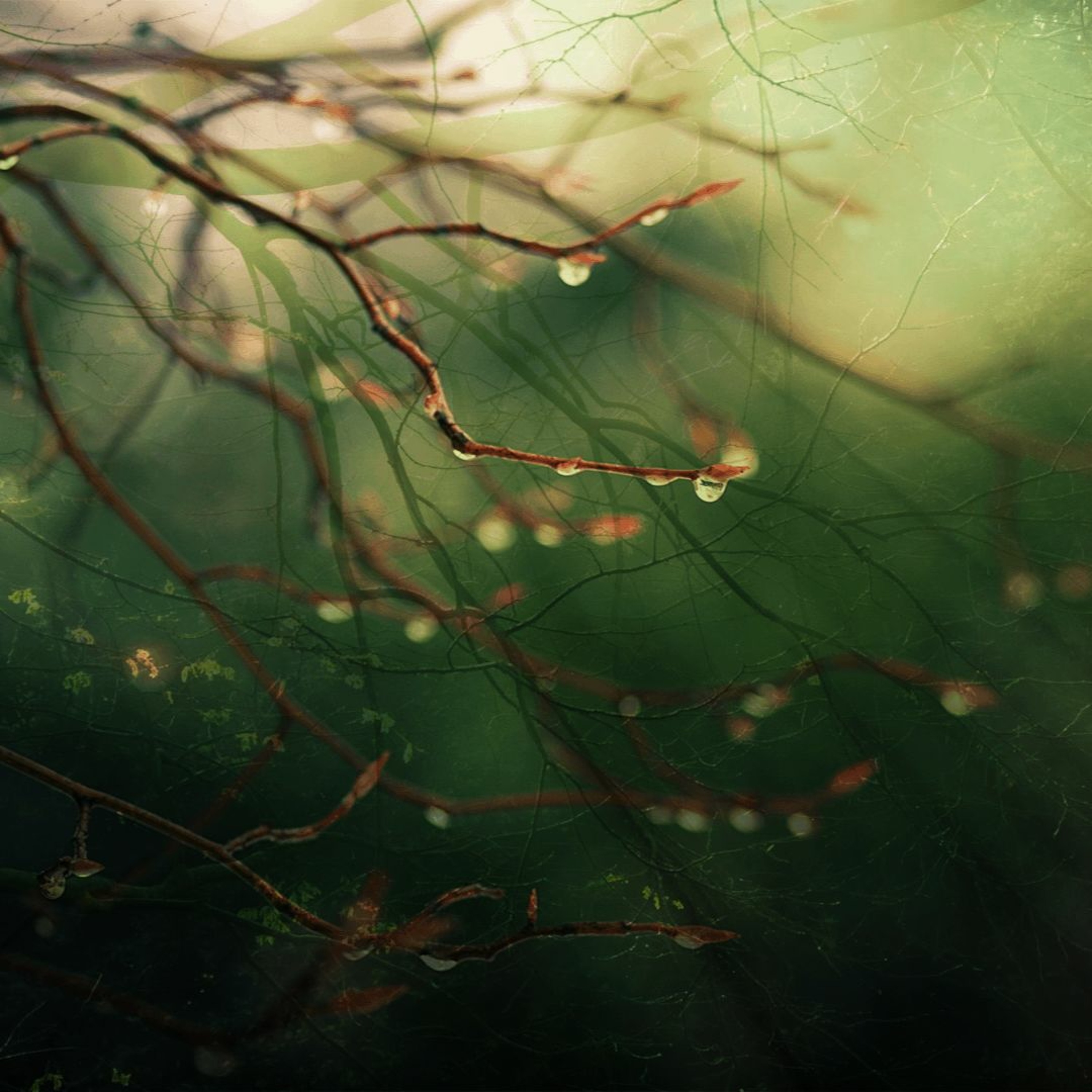 Forest Meditation episode artwork