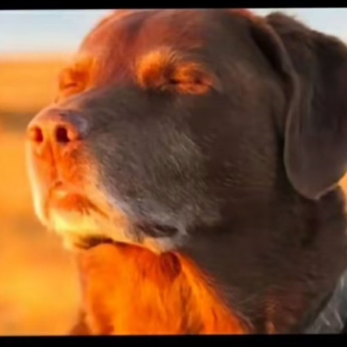 IT AINT SAFE X CELEBRATION- BUSHY