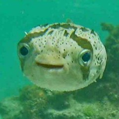 Sabotage(Beastie Boys Cover)