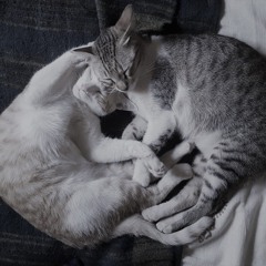 Yoga Nidra for Sleep: Gratitude 28 min