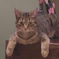 manta rays - chloe moriondo (cover)