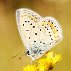 goldenrod