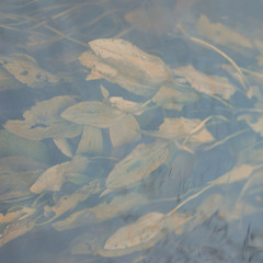 The Leechpool