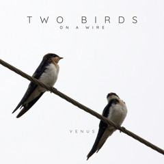 two birds on a wire