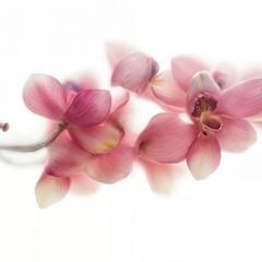 2к17