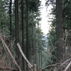put the christmas tree in the bin