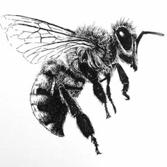 Abelhas
