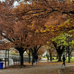 When the leaves turn from green to brown