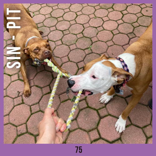 75 - Sin - Pit  / Nowadays Live