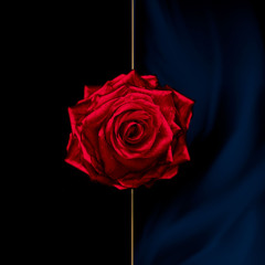 Hey Pig, What Am I Supposed To Do?