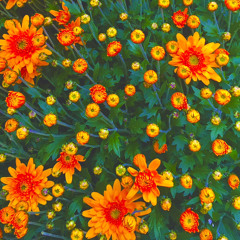 Taste Of Honey (The Beatles cover)