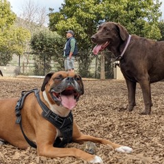 Vaquero Bebop (revised)