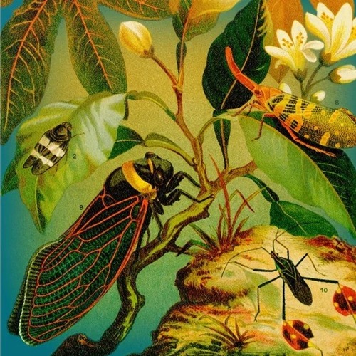 Song of the Cicada