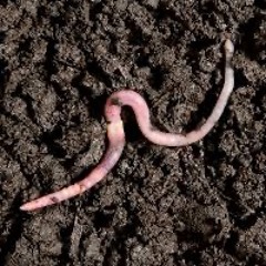 worm (reo)