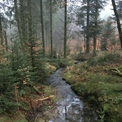 Path Through The Forest