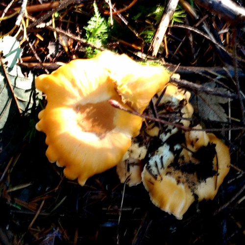 Stream Mushroom hunting in western Oregon by Explore Oregon Listen