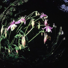 fash23.2024 soundtrack